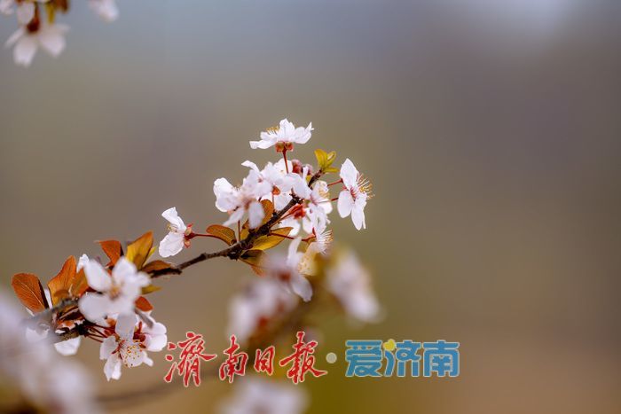 济南黄河大堤紫叶李大道进入最佳观赏期 春日盛景引市民打卡