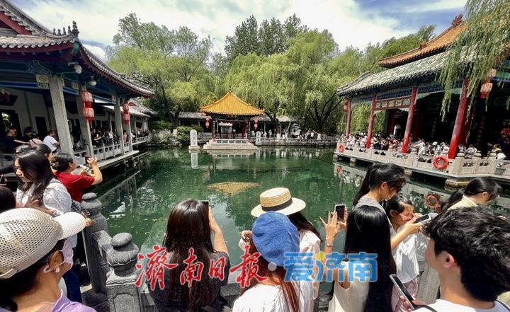 一年四季 泉在济南｜雨后趵突泉水位回升 泉水欢腾引游客