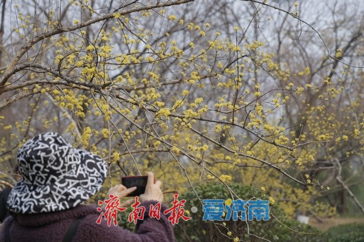 一年四季 泉在济南丨繁花似锦 泉城公园藏尽春日浪漫