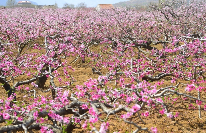 满树粉黛迷人眼，济南现实版“桃花源”等你来打卡