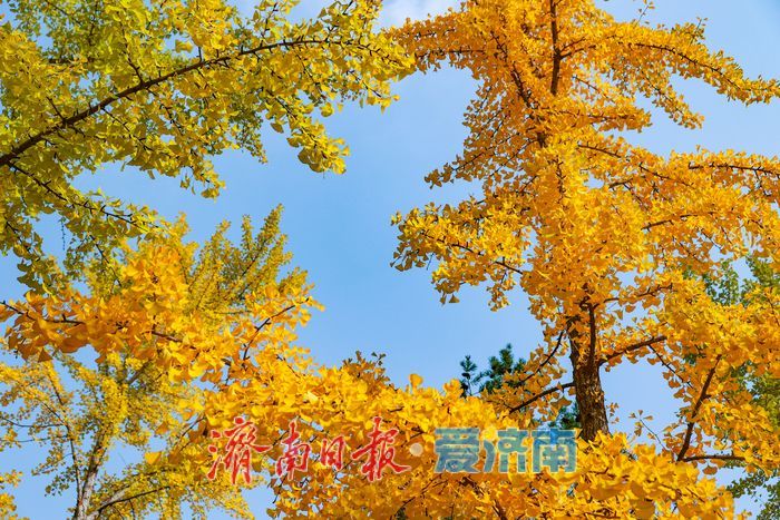 一年四季 泉在济南丨金叶翩跹映泉城，广场银杏醉游人