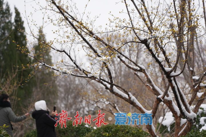 山茱萸盛放，金色“烟花”香气四溢