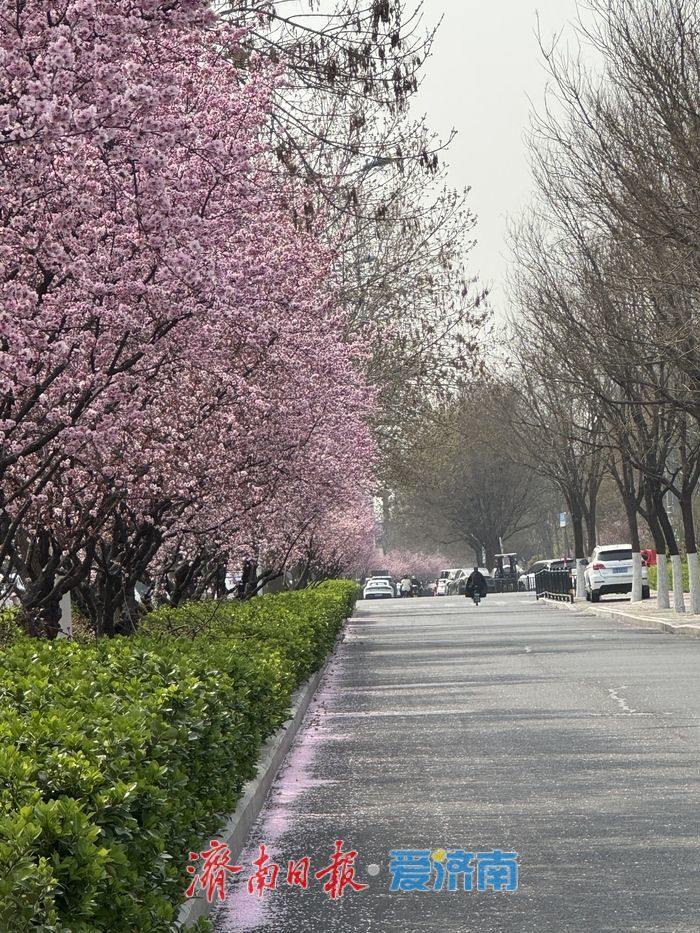 梅花映街景 泉城春意浓