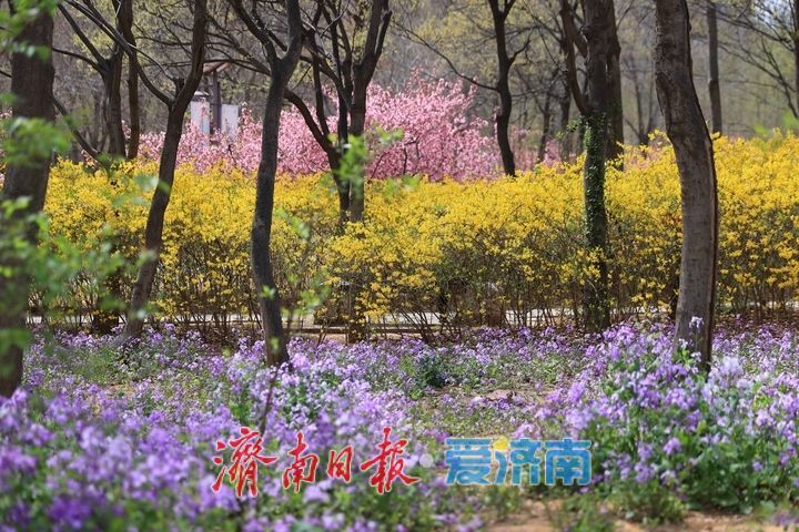 多彩花卉缤纷绽放，济南森林公园赏花正当时！