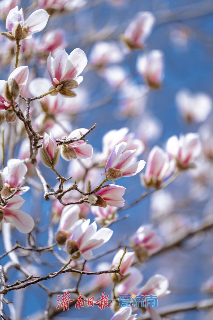 暖阳催花绽！泉城广场玉兰花悄然盛开，邂逅早春浪漫