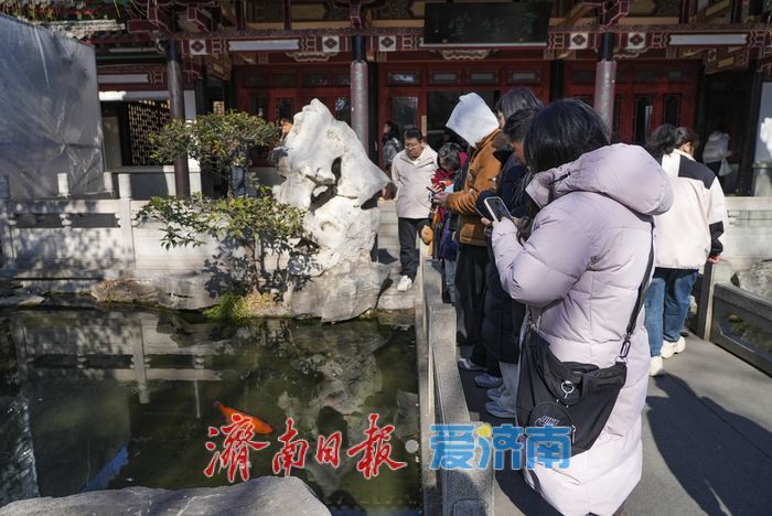 【网络中国节】济南趵突泉公园“猪鲤”萌态十足引围观