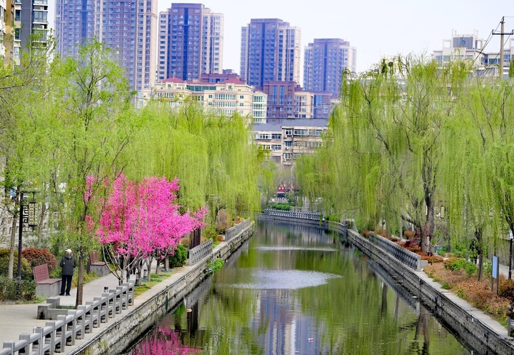 春色美如画，济南百年工商河开启“美颜”模式