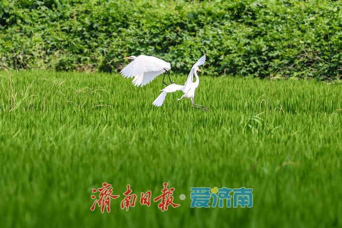 一年四季 泉在济南丨稻田与白鹭共绘乡村优美画卷