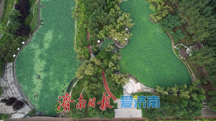 一年四季 泉在济南丨雨后莲河公园绿意盎然如城市 “绿肺”