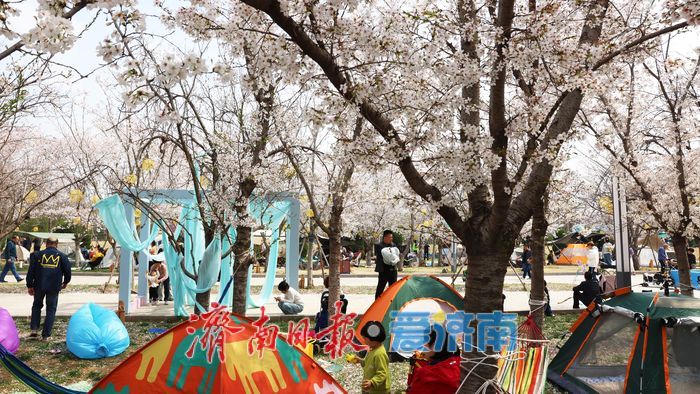 一年四季 泉在济南｜赴一场浪漫樱花雨 济南鲜花港露营赏樱正当时