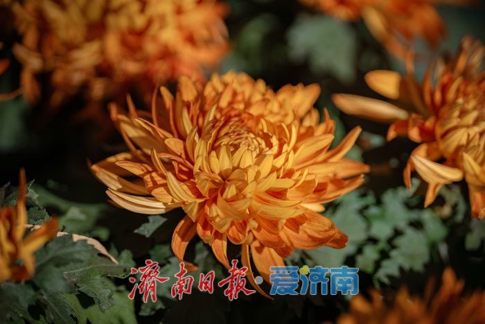 一年四季 泉在济南丨济南趵突泉菊展：初冬时节菊花争艳 满园锦绣引客来
