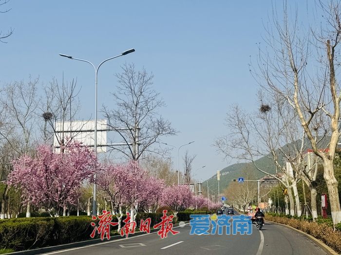 旅游路梅开成海 粉色花廊醉泉城