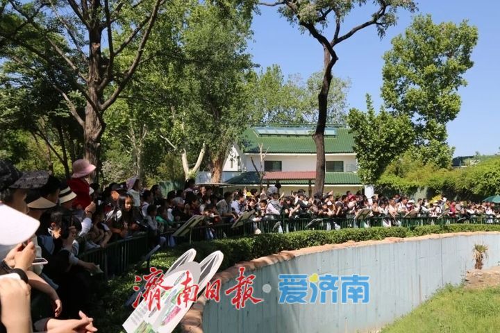 “五一”假期，济南动物园国宝享“丰”趣！