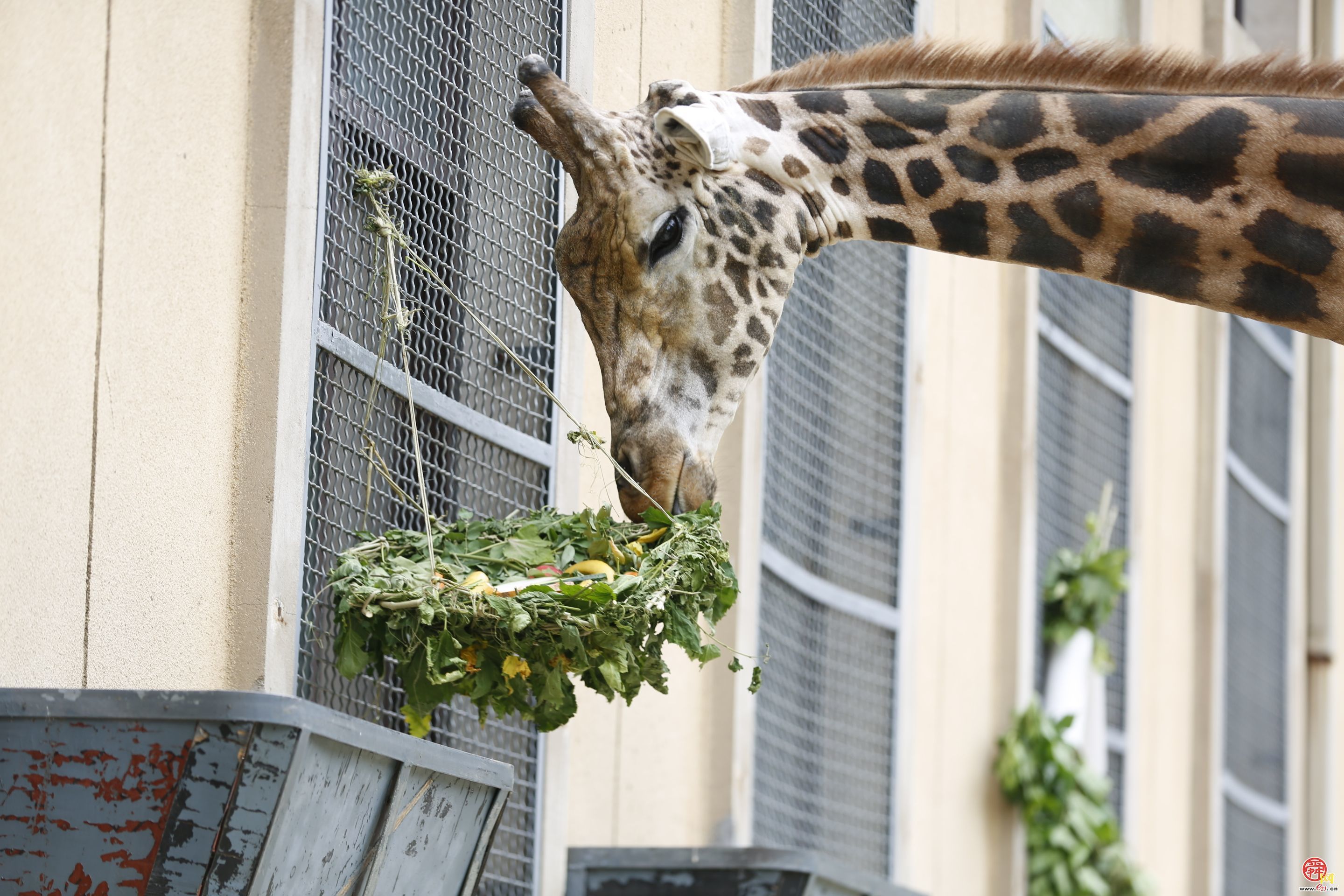 济南动物园：关爱长颈鹿，守护“长脖子”之美