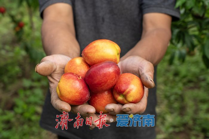硕果盈枝果香浓！芒果油桃抢先上市助农增收
