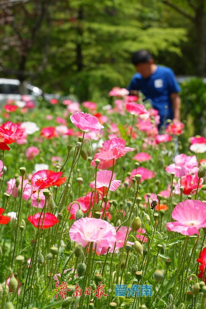 一年四季 泉在济南｜五彩虞美人绽放英雄山，游客沉醉花海忙定格