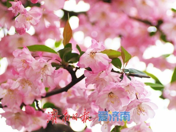 春日暖阳，带你奔赴浪漫花约，济南市特色林果赏花攻略来啦→