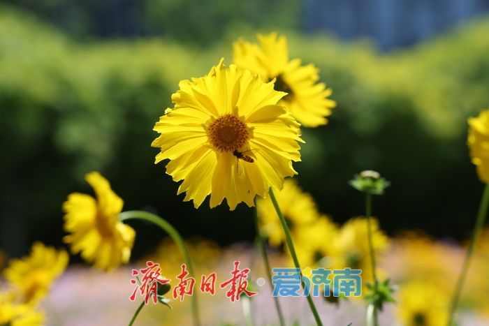 济南CBD绸带公园夏日花海绽放 现代都市邂逅自然诗意