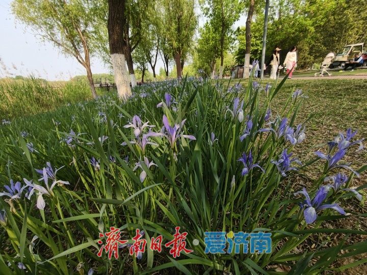 紫色花海！马兰花开引客来