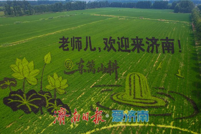 稻田作画布！济南巨幅创意稻田画进入最佳观赏期