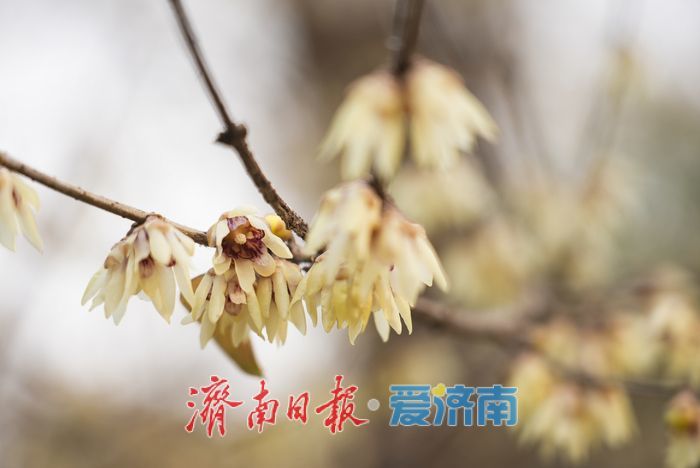 泉城年味气氛组已就位，是“蛇”候过年啦！