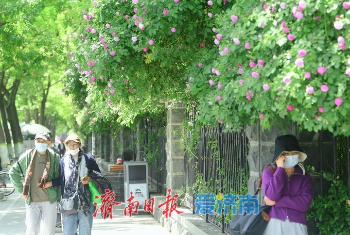 泉畔最美蔷薇“花墙”浪漫绽放