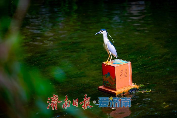 夜鹭栖灯泉畔栖居 趵突泉生态画卷尽显生机