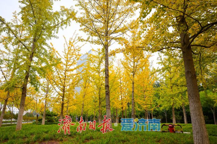 一年四季 泉在济南丨济南世纪大道银杏迎最佳观赏期 “黄金长廊”引客驻足