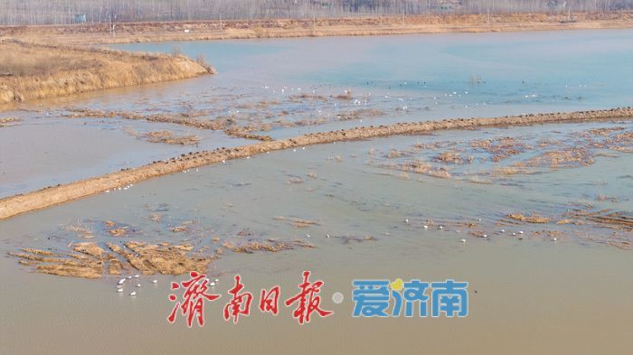 济南黄河北现“水上观鸟路” 百只天鹅伴游成冬日奇景