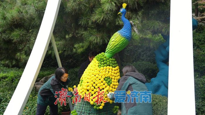 金秋宜赏菊！济南第46届趵突泉金秋菊展将于10月25日启幕
