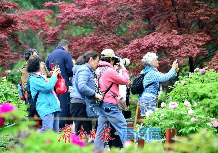 一年四季 泉在济南丨雨润牡丹娇艳欲滴，泉城市区最大牡丹园春色无边