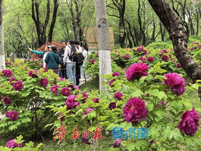 一年四季 泉在济南丨雨润牡丹绽芳容