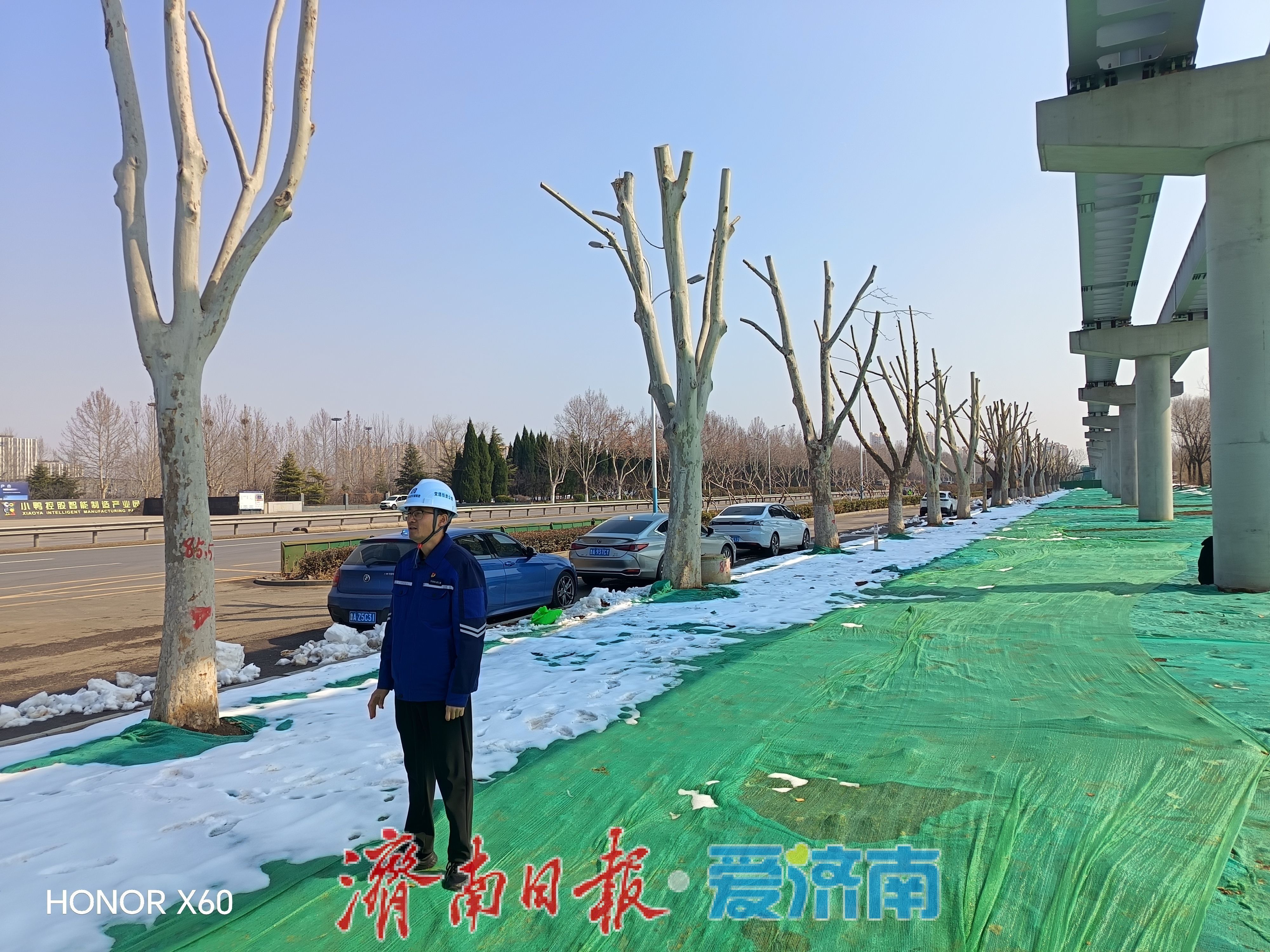 交通工程建设与城市绿化的双向奔赴，济南云巴守护518棵法桐背后的发展抉择