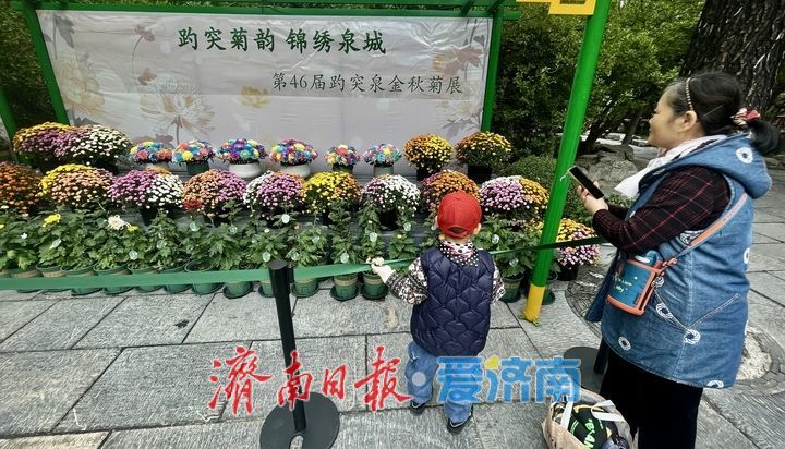 提前探营！趵突泉第46届金秋菊展静候绽放