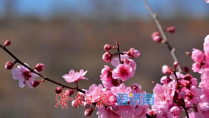 天气暖热如初夏，下周济南最高气温或达30℃！