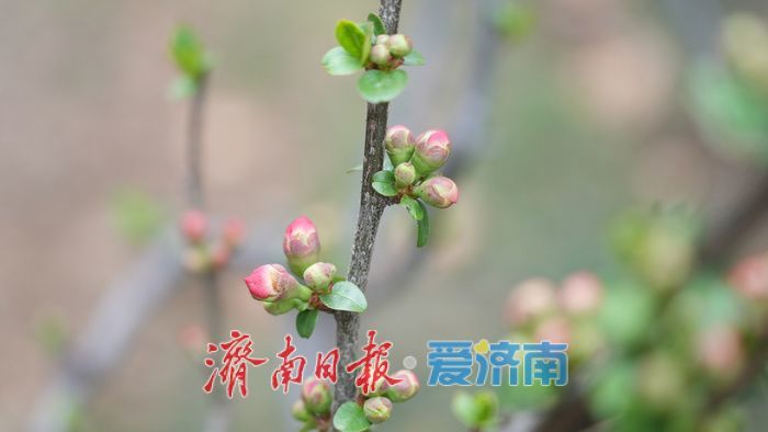 济南百花公园贴梗海棠“绽放”春意