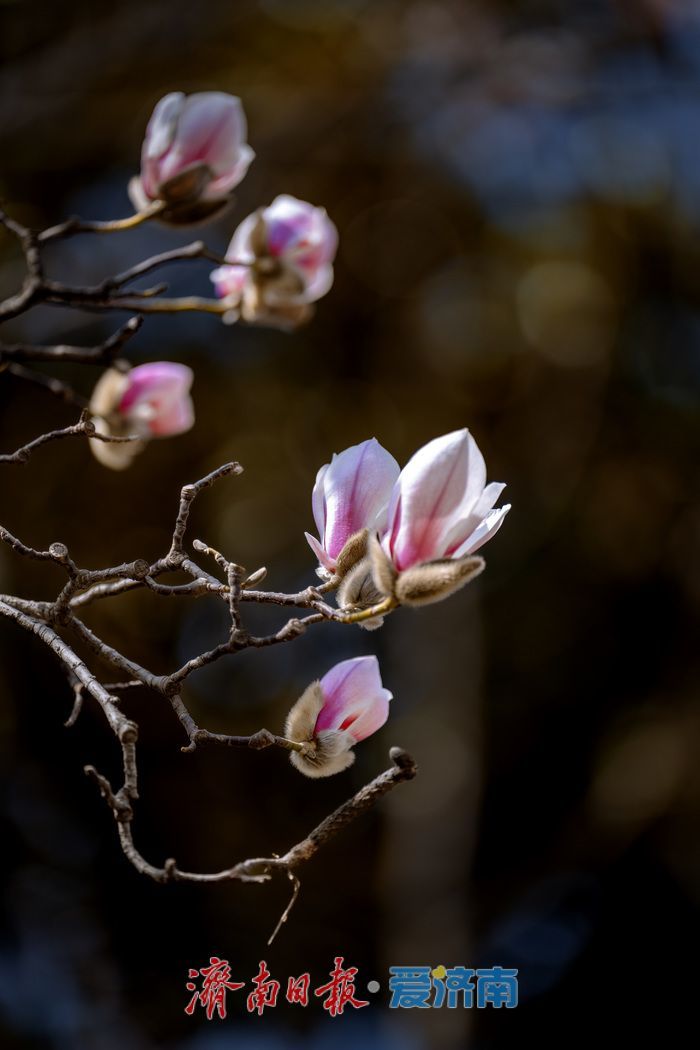 暖阳催花绽！泉城广场玉兰花悄然盛开，邂逅早春浪漫