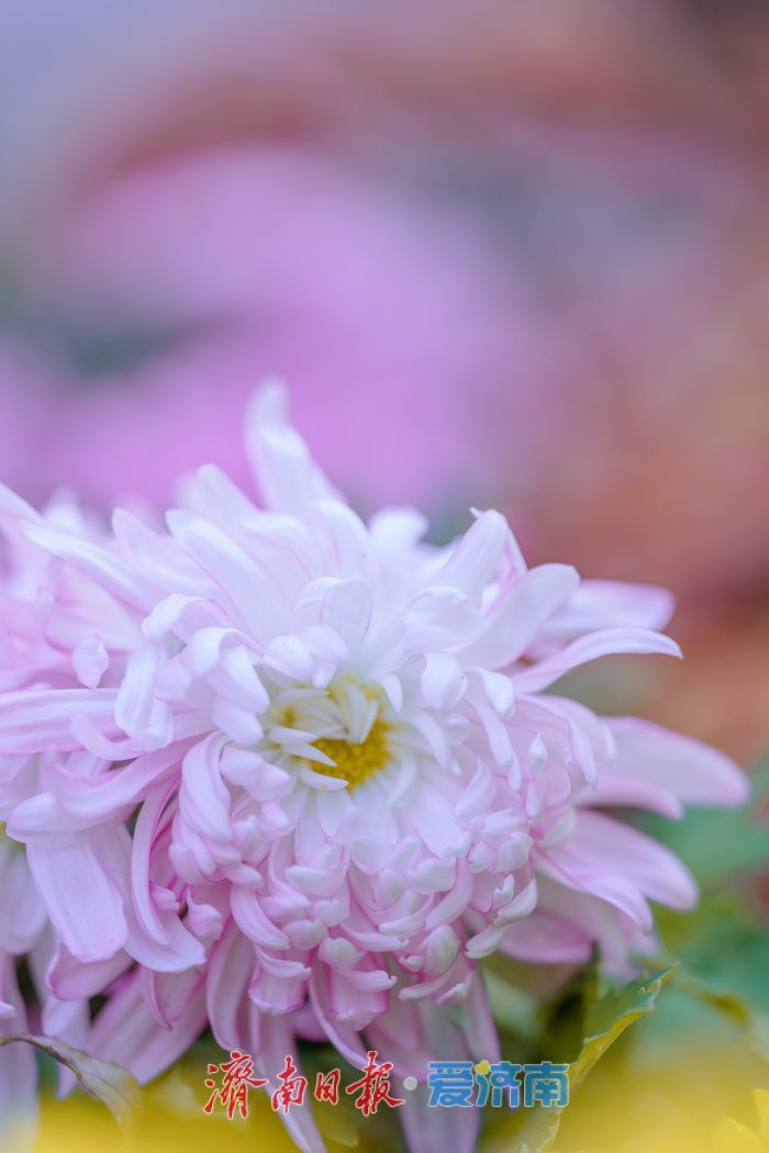 一年四季 泉在济南丨济南趵突泉菊展：初冬时节菊花争艳 满园锦绣引客来
