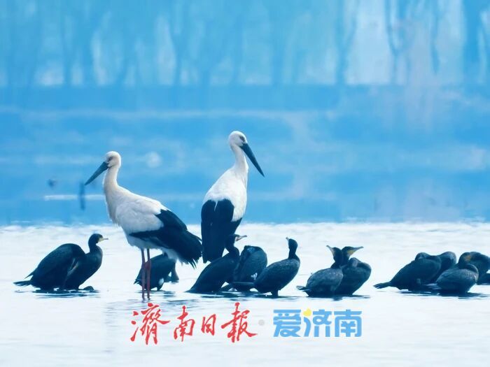 国家重要湿地白云湖的逆袭路