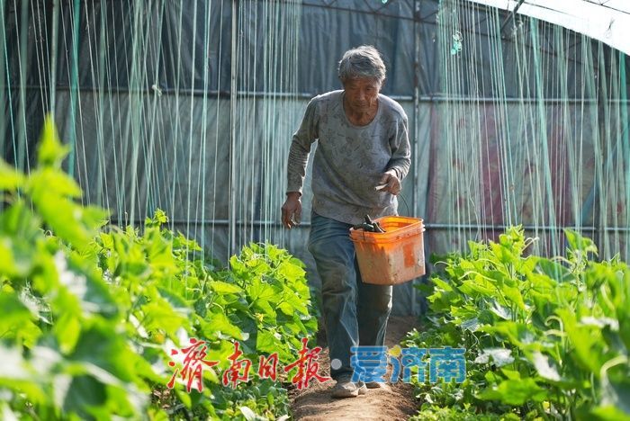 果香四溢 “丰”景宜人，济南这处温室大棚进入收获季