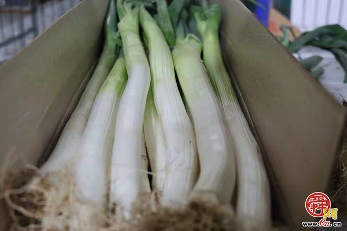 立冬收葱忙！绣惠女郎山葱香满田垄