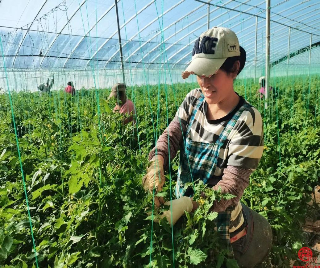 济阳区新市镇史家寺村玲珑果产销两旺