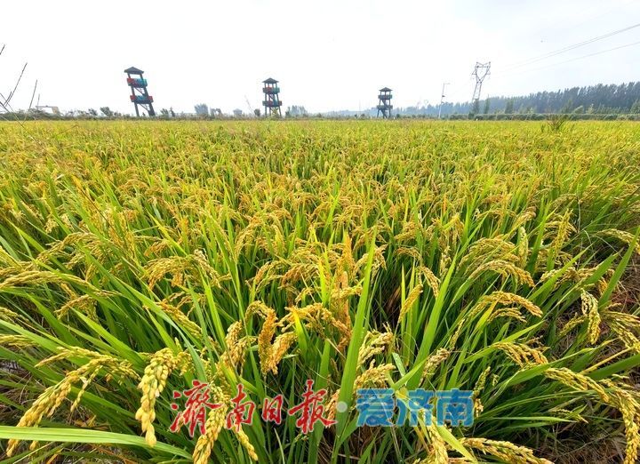 黄河岸边稻花香 风吹稻穗话丰年