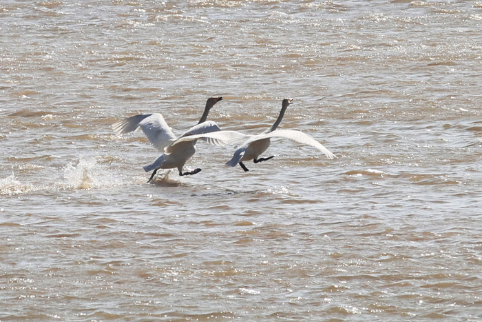 天鹅起舞闹新春 市民观鸟度假日