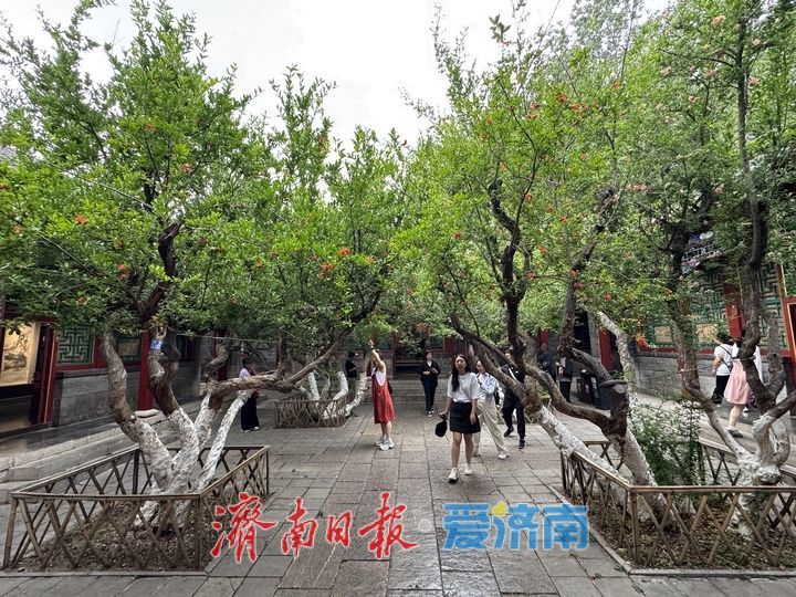 百年榴花映古建 万竹园里夏韵浓