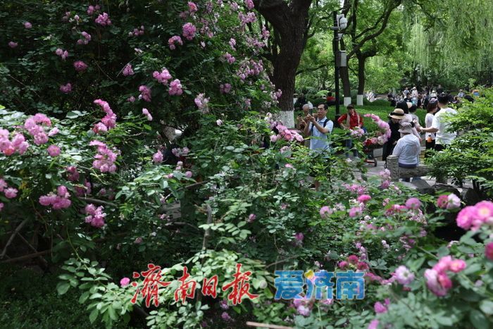 一年四季 泉在济南｜五龙潭公园蔷薇盛放惹人醉