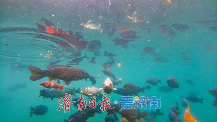 一年四季 泉在济南丨直击五龙潭水下秘境！泉眼“开锅”涌珠 胖鲤嬉戏“水底森林”