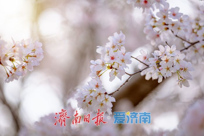 济南滨湖广场樱花盛放 春日浪漫氛围感拉满