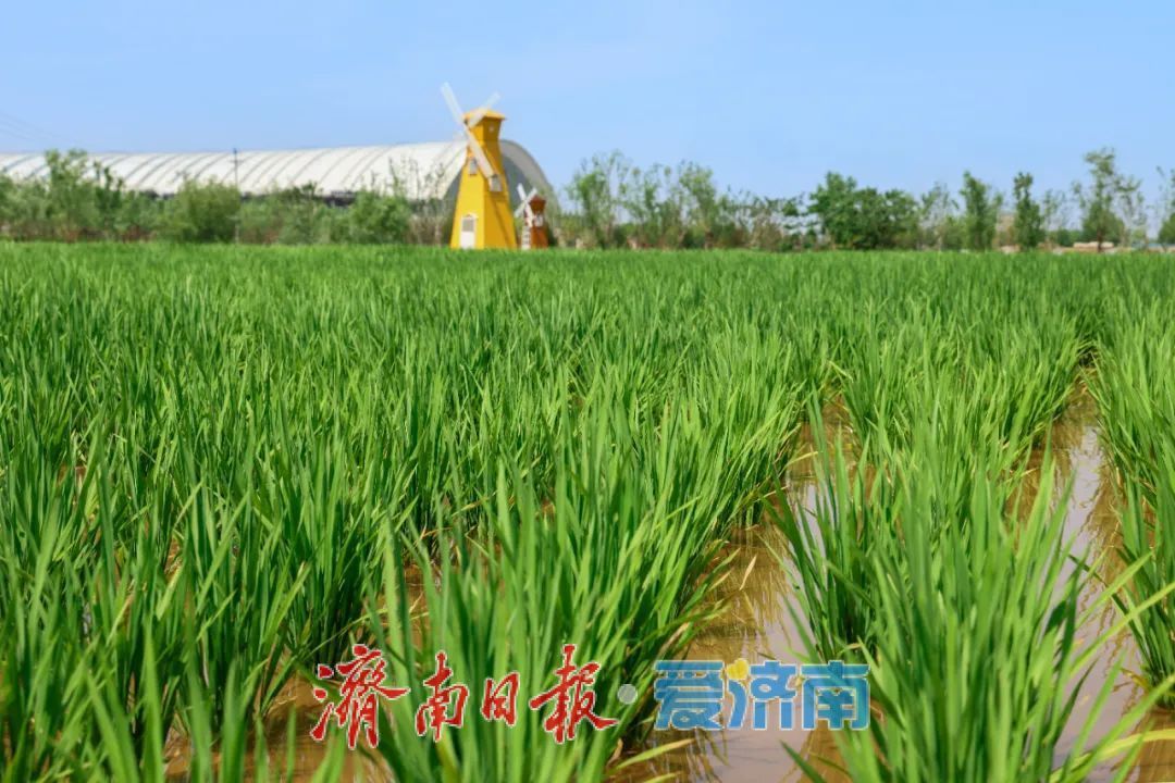 7月3日起，济南白泉生态保护项目对市民免费开放