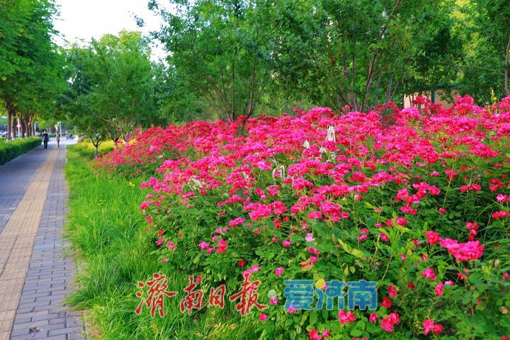 一年四季 泉在济南丨初夏风光无限好 乐享周末好时光